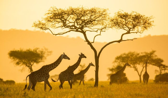 Luxury safari holidays in Africa